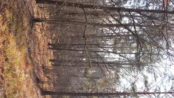 Vertical Video of an Autumn Forest During the Day in Ukraine