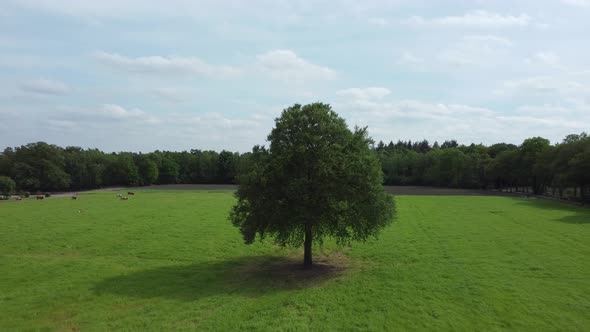 Lonely lime tree at rural area the Achterhoek in the Netherlands