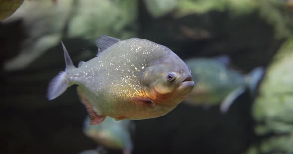 Piranha  Colossoma Macropomum