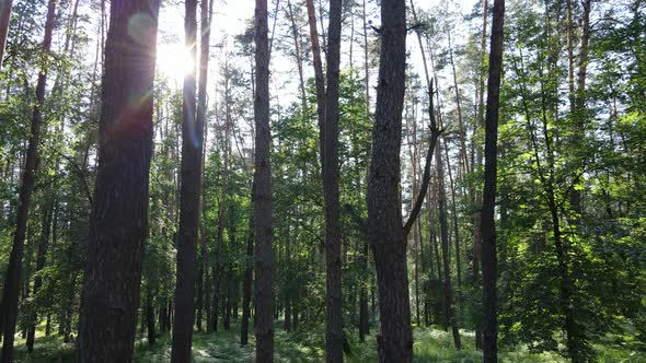 Beautiful Green Forest on a Summer Day Slow Motion