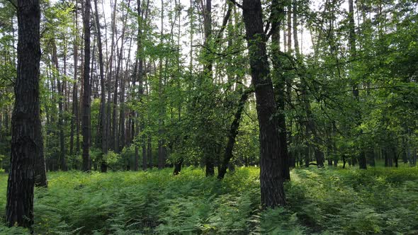 Summer Forest with Pine Trees Slow Motion