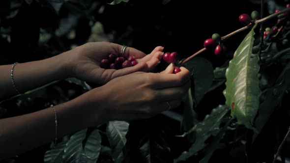 Woman Farmer is Harvesting Coffee Berries in the Coffee Farm Arabica Coffee Berries with