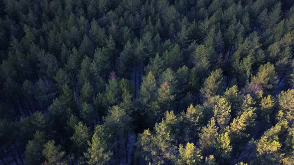 Flying Over the Boundless Siberian Taiga