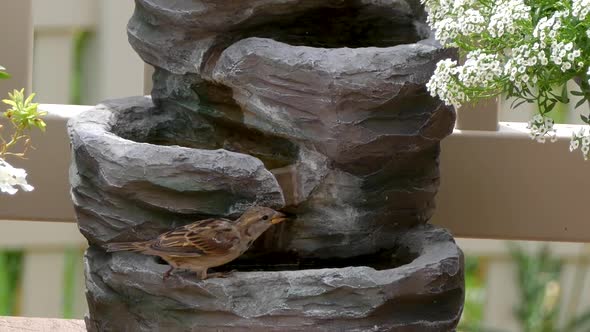 Close up of a sparrow drining from a back yard fountain in a flower garden