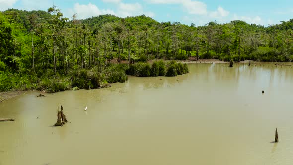 Marshland in the Rainforest