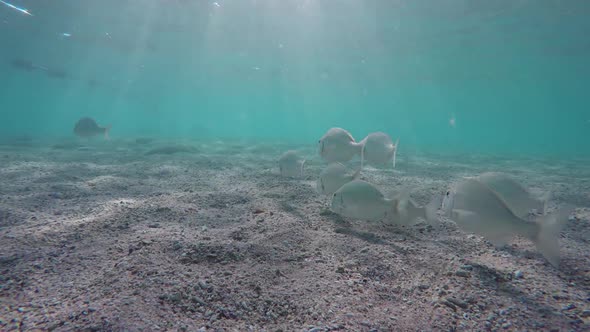 School of Snapper (Lethrinidae) in Red Sea, Egypt