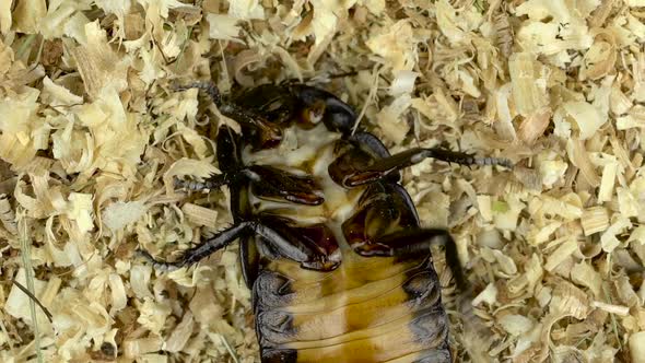 Cockroach Lies on Its Back in the Sawdust