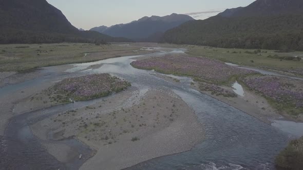 Lupins aerial footage