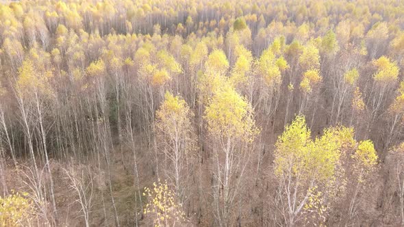 Forest with Trees in the Fall