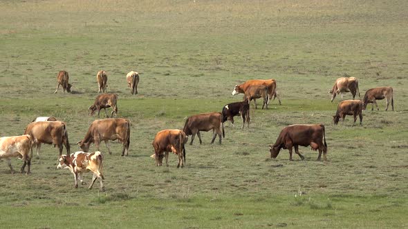 Herd of Cows Grazing in Pasture