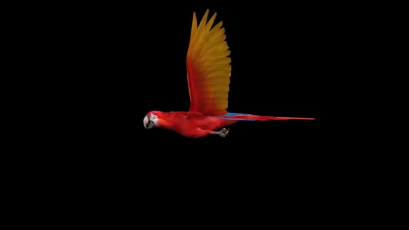 Parrot Fly
