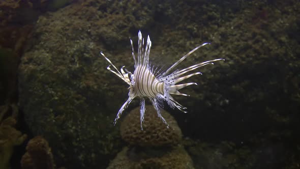 Underwater Tropical Lionfish