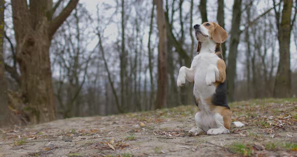 Beagle Dog Standing on Two Legs at the Park Outdoors and Outside