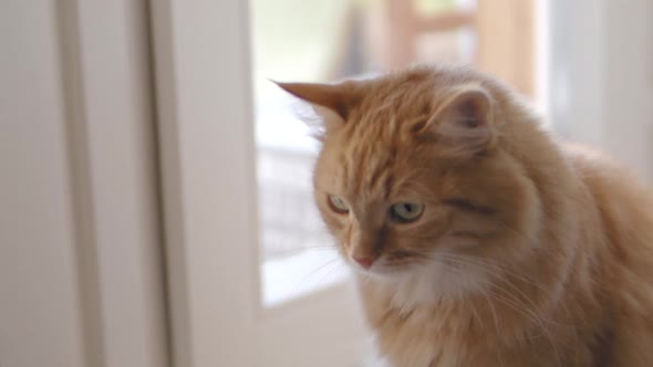 Cute Ginger Cat Is Sitting on Window Sill. Close Up Slow Motion Footage of Fluffy Pet.