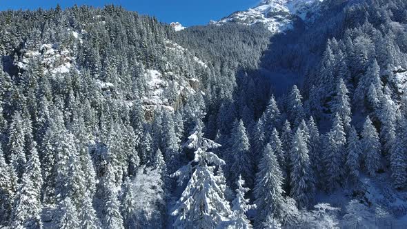 Snowy Forest and Tree Branche