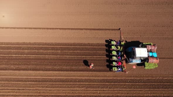 Planting Cabbage Seedlings Using a Combine