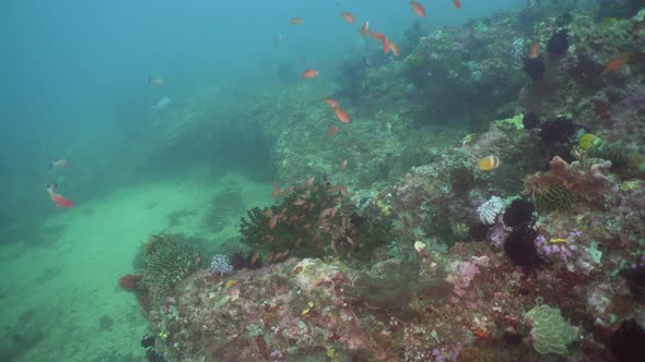 Coral Reef Tropical Fish