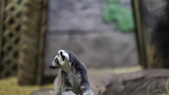 Portrait of Cute Lemur Sitting in Enclosure