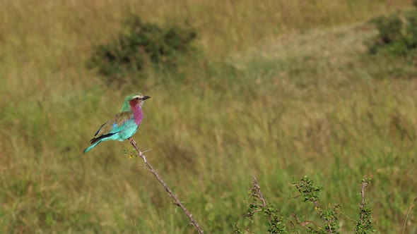 Lilac Breasted Roller Perched On Branch