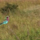Lilac Breasted Roller Perched On Branch - VideoHive Item for Sale