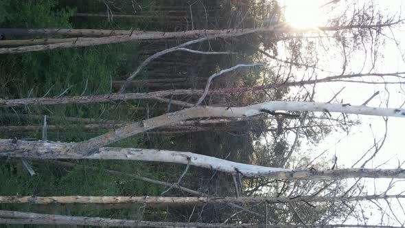 Vertical Video of a Beautiful Green Pine Forest on a Summer Day Slow Motion