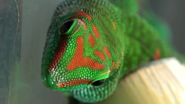 Macro of Crimson Giant Day Gecko viewing its head