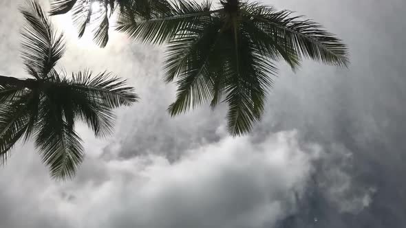 Palms of the Dominican Republic