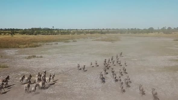 Aerial Fly Over View of a Large Herd  Lechwe Antelope,  Springbok and Zebras, Herd of Cape Buffalo G