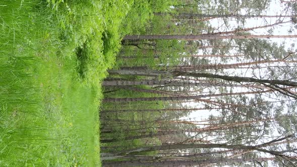 Vertical Video of a Forest with Pine Trees