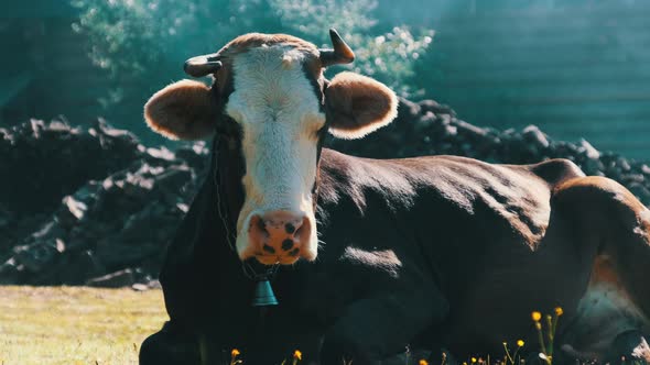 Cow Lies on the Lawn and Looks Into the Camera and Exhales Steam From Nostrils