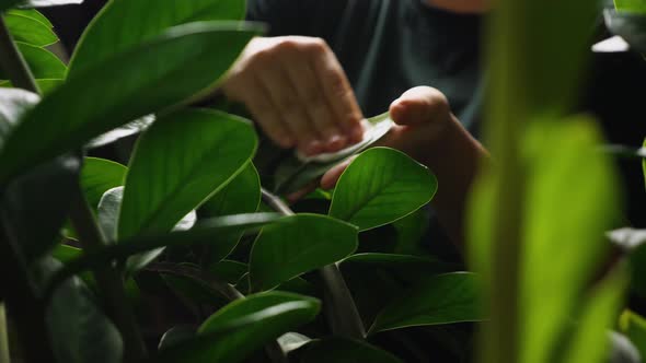 A girl in a green T-shirt wiping dust off the leaves of a houseplant Zamioculcas
