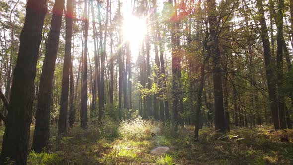 Trees in the Forest on an Autumn Day