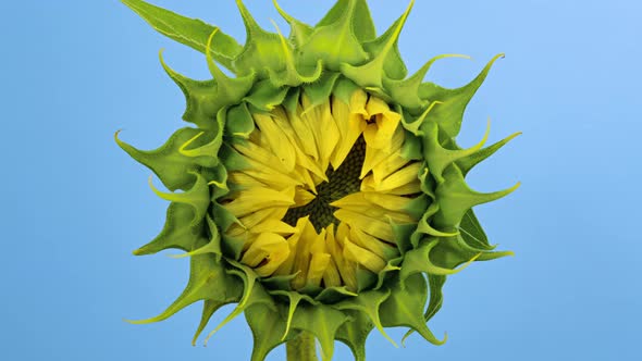 Sunflower Head Opening Timelapse on Blue