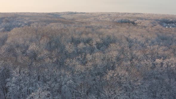 Beautiful Treetops in a Snowy Forest