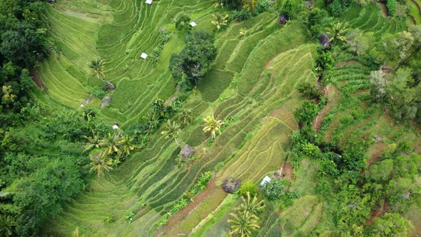 Indonesia rice terraces field Aerial view taken from drone camera. can be used for the promotion of