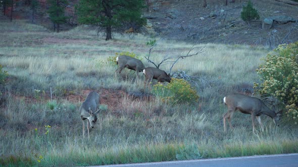 Mule Deers at Devils Tower National Monument