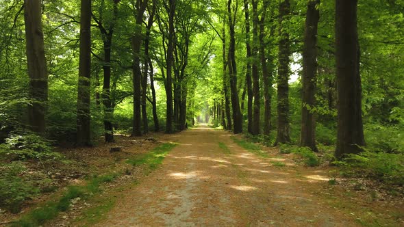 Forest avenue at Velhorst estate in Achterhoek, Gelderland, The Netherlands