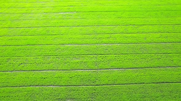 4K Aerial view of agriculture in rice fields for cultivation