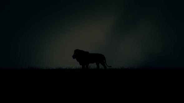 Lion Walking Under A Lightning Storm