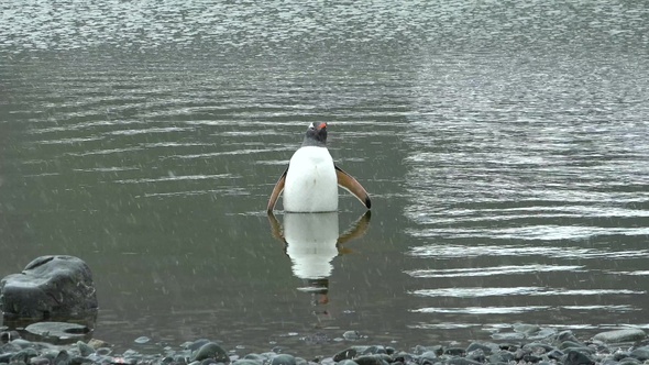 Penguins in Antarctica. A lot of penguins resting on the gravel mounds.  Antarctic Peninsula.