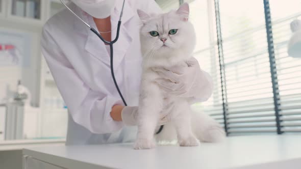 Asian veterinarian examine cat on table during appointment in veterinary clinic in pet hospital.