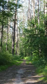 Vertical Video of a Forest with Trees