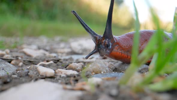 European Red Slug (Arion Rufus) with Black Antenna crawling in wildlife,macro