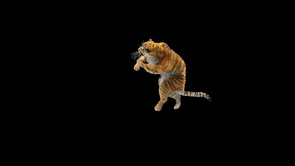 Tiger Dancing HD