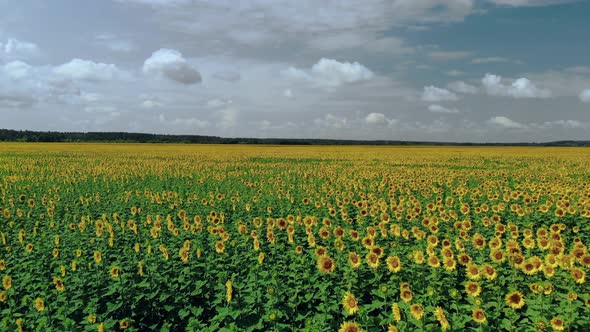 Field of Sunflowers Top View