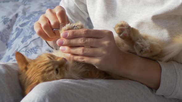 Woman Sits in Bed and Cuts the Claws of Cute Ginger Cat Scissors. Fluffy Pet Purring with Pleasure