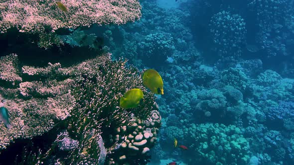 Coral Reef in the Red Sea Underwater Colorful Tropical