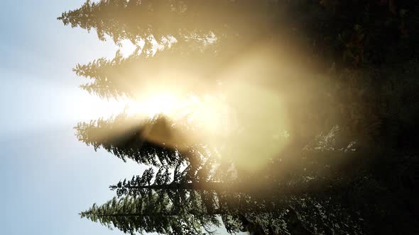 Sun Beams Through Trees