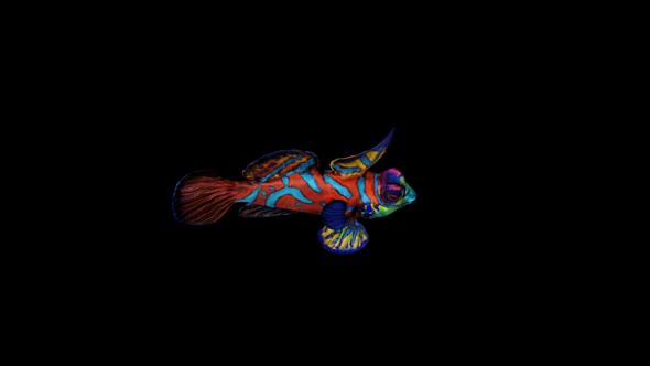 Mandarinfish Swim Top View alt