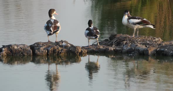 Group of Common shelducks, Tadorna tadorna.  Camargue, France